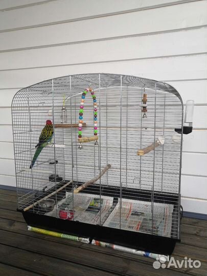 Попугай Розелла пёстрая Девочка