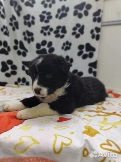 Двортерьер