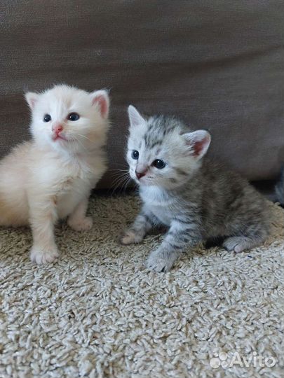 Котята в добрые руки бесплатно