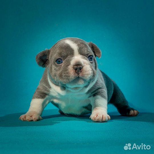 Французский бульдог лиловый