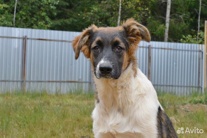 Страшно красивый малыш Дон ищет семью