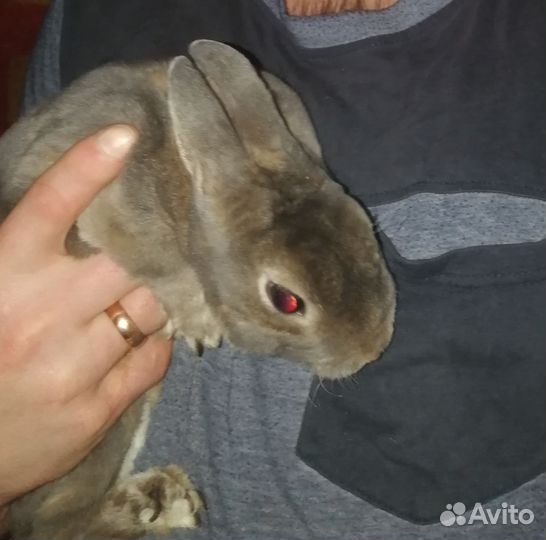 Карликовый кролик рекс
