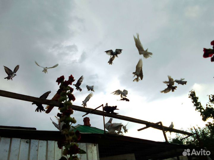 Продажа голубей