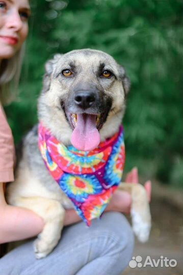 Собака для дружной семьи с детьми