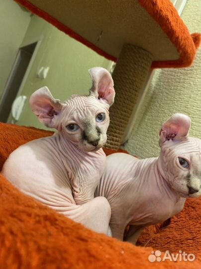 Сфинкс - Эльф