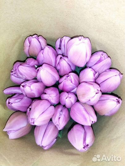 Луковицы тюльпана после выгонки