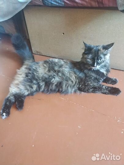 Кошка Шанель