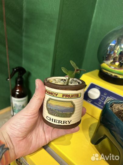 Маленькие денежные деревца 100-150