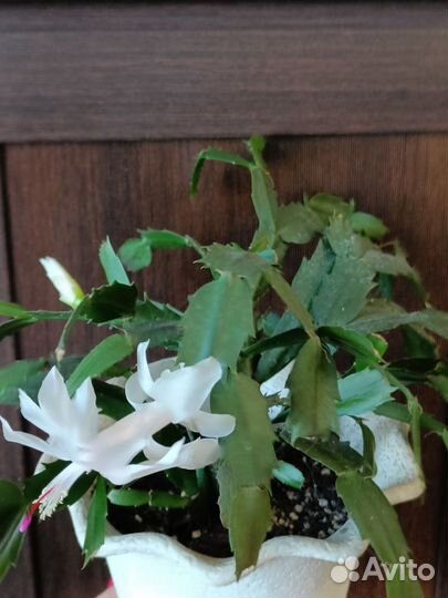 Комнатные цветы