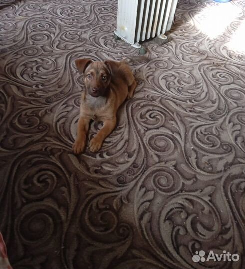 Щенок в добрые руки