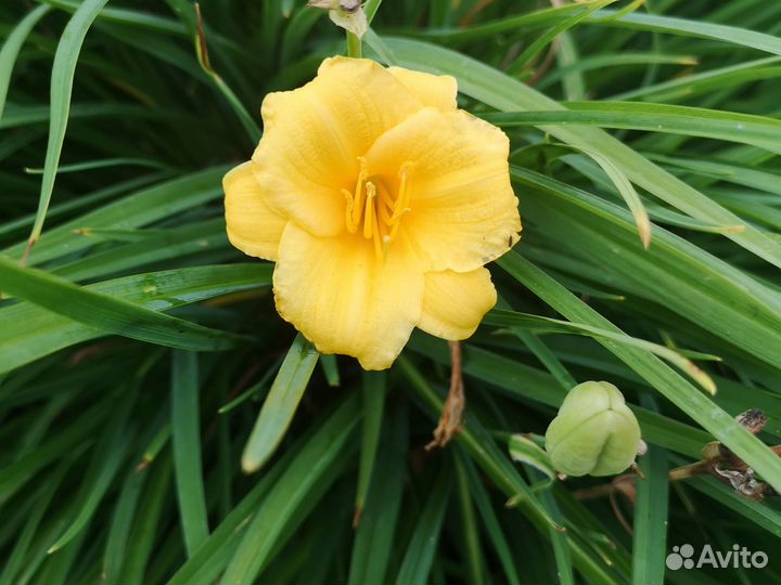 Лилейник жёлтый, розовый