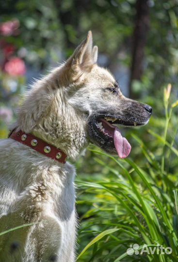 Самурай - фенотип акиты в добрые руки