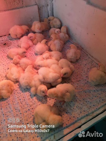 Бройлеры кобб 500 из импортного яйца