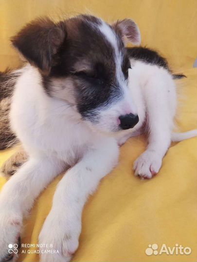 Дворняжки в дар