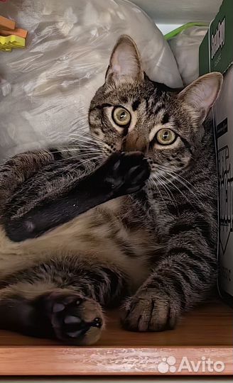 Отдам годовалого кота в добрые руки