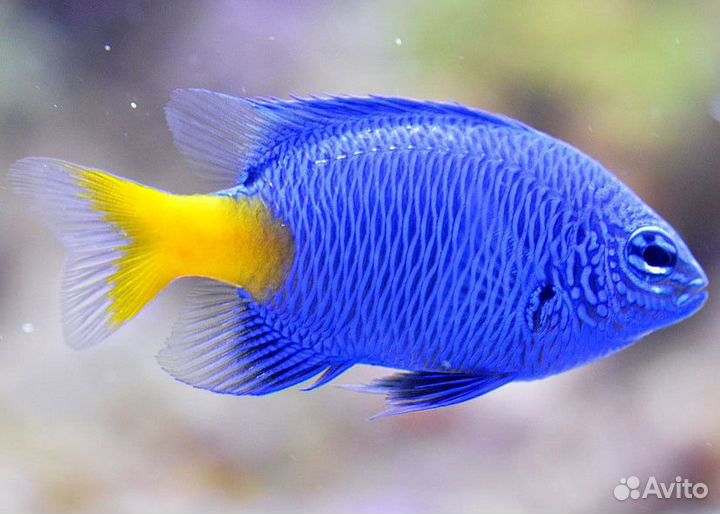 Морские рыбки - девушки