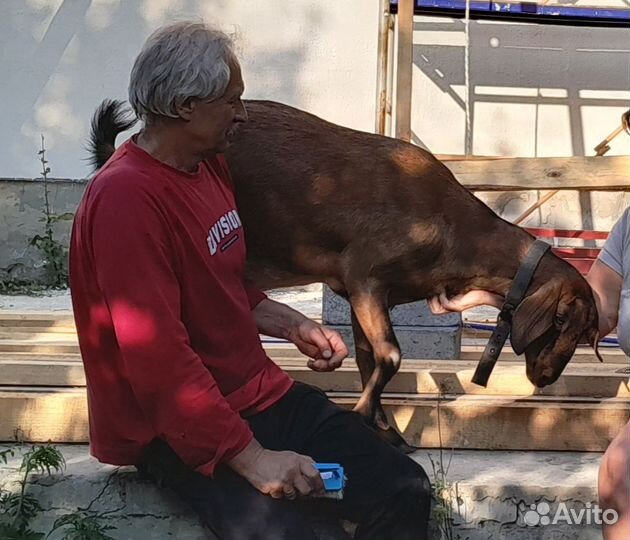 Козочка нубийская