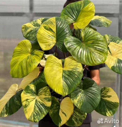 Хамаломена Rubescens Yellow Sapphire