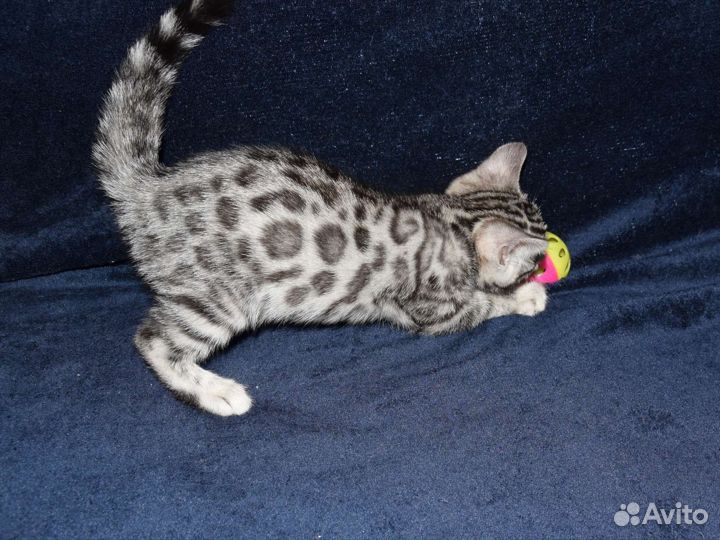 Бенгальский котенок серебро
