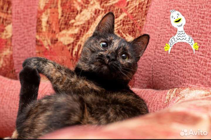 Агнесса в дар)