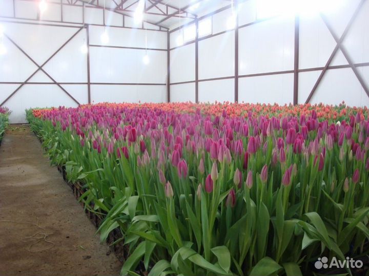 Луковица тюльпанов оптом 12;14+для выгонки