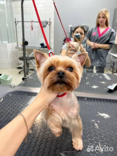 Услуги грумера