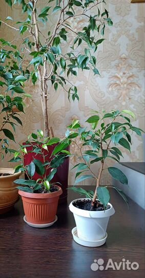 Фикусы древовидные