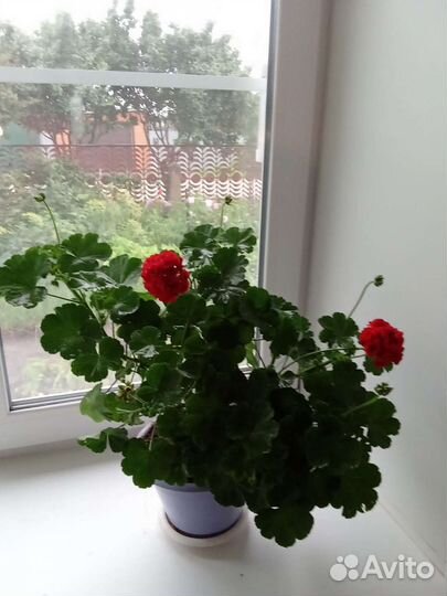 Герань розебудная