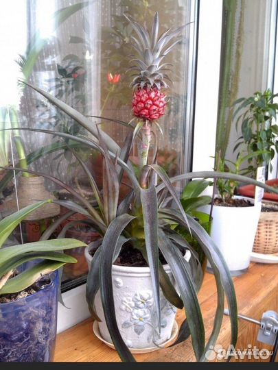Комнатные ананасы