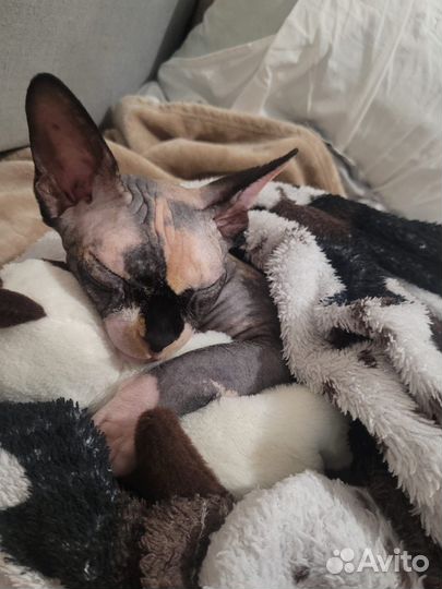 Случка кошки