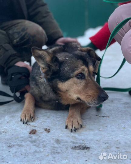 Скромной бояке-собаке нужен человек
