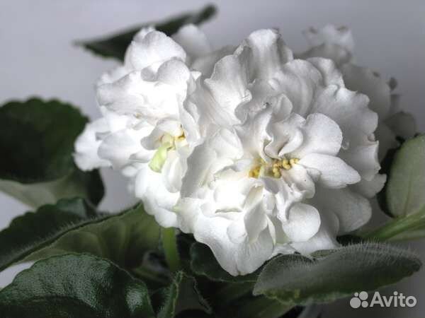 Фиалки(набор)