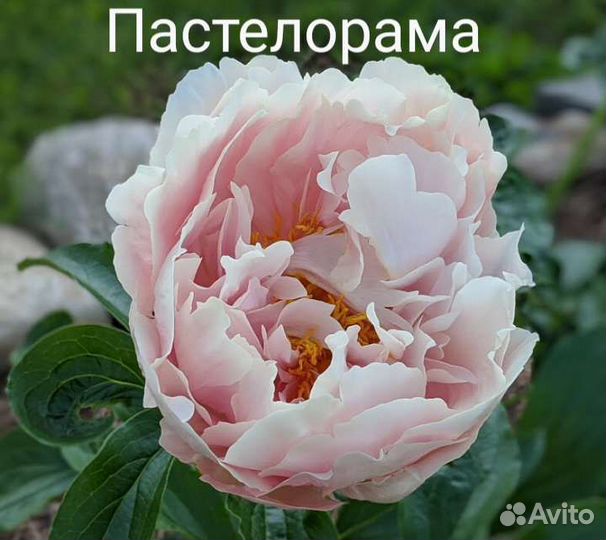 Пионы саженцы