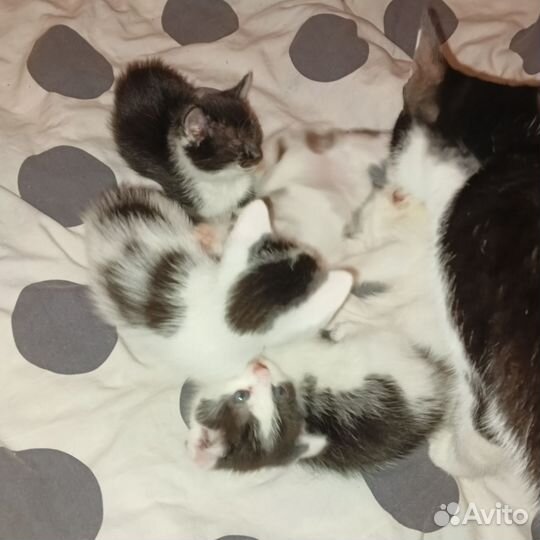 Пушистые друзья