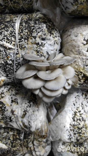 Лотки грибные 2 упаковки 500 штук