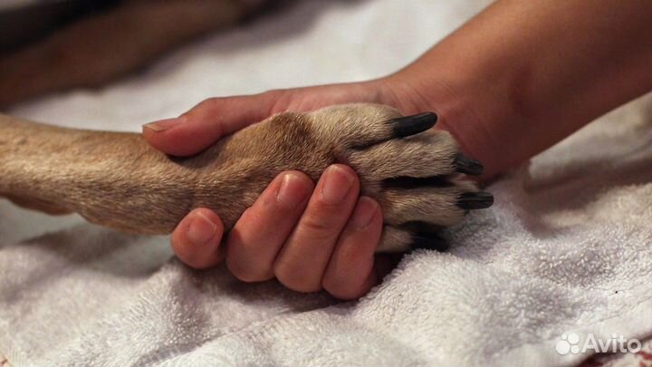 Эвтаназия животных, кремация