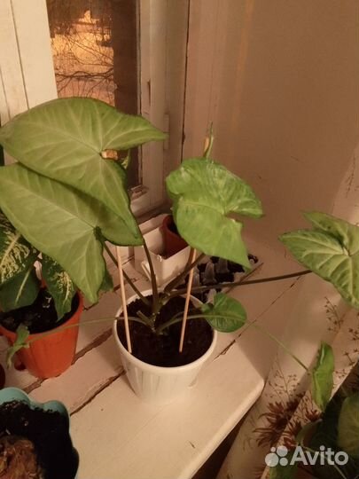 Продам сингониум