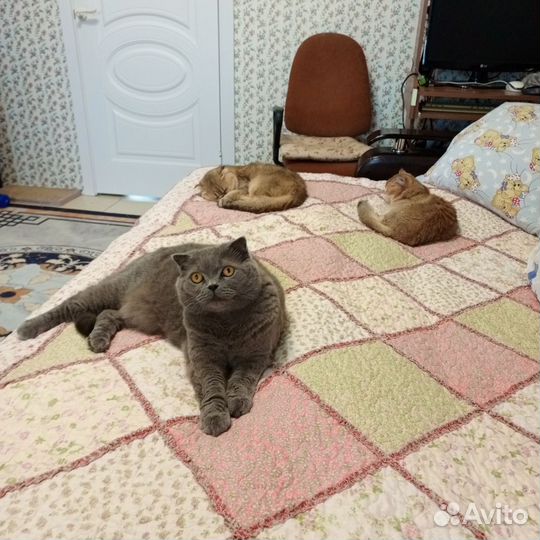 Кошачья Гостиница - передержка