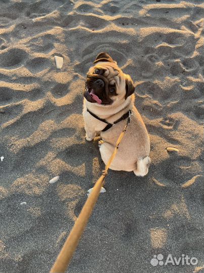 Мопс вязка мальчик