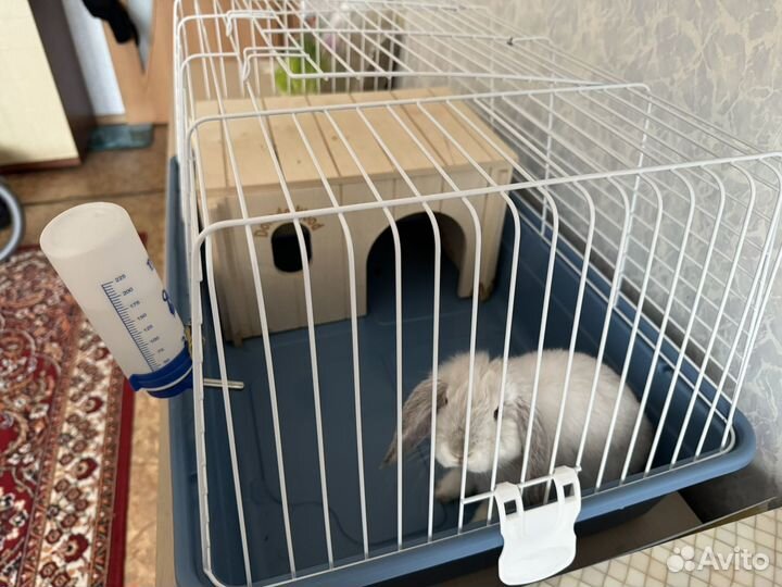 Декоративный вислоухий кролик