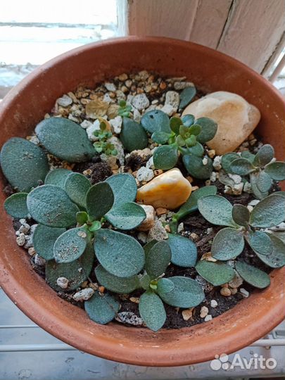Флорариум суккуленты