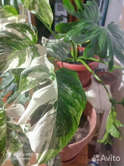 Монстера вариегатная