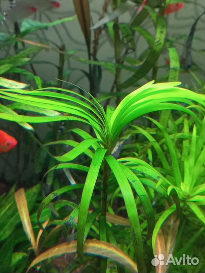 Креветки синие, Эйхорния лазаревая, нимфея, кринум