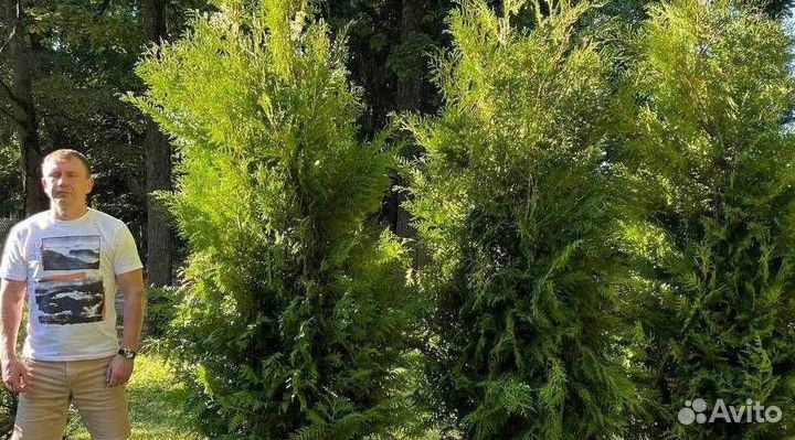 Туя из питомника с доставкой