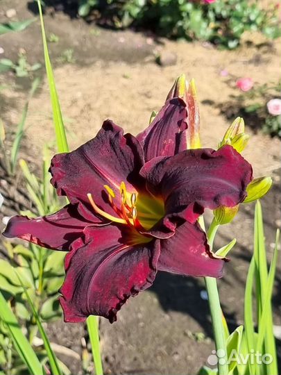 Лилейники сортовые