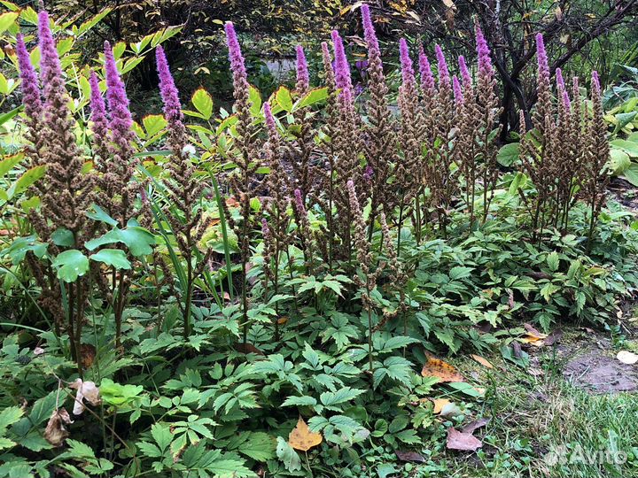 Многолетние цветы продаю