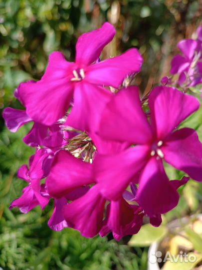 Флоксы многолетние