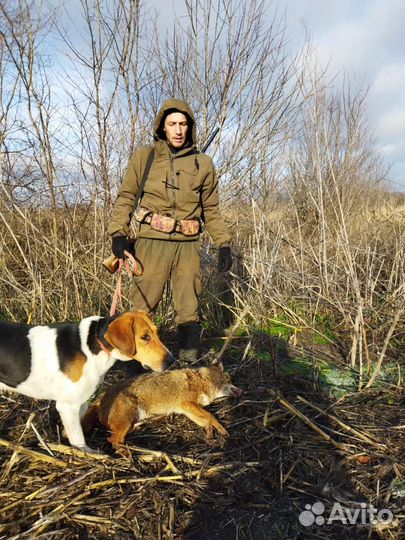 Щенки Русской пегой гончей