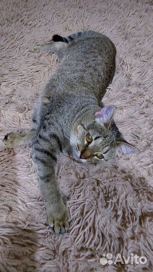 Котёнок- подросток
