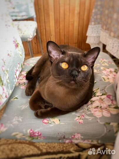 Ищем Норе семью